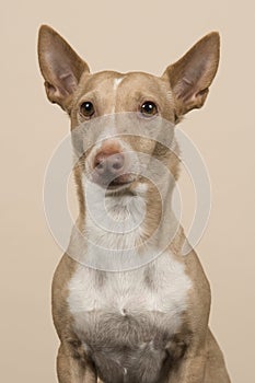 Portrait of a podenco maneto glancing away with ears up on a sand colored background photo
