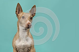 Portrait of a podenco maneto glancing away on a turquoise blue background with space for copy