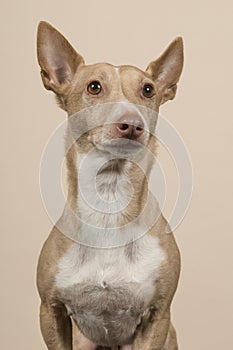 Portrait of a podenco maneto looking up on a sand colored background photo