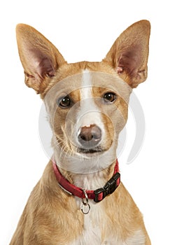 Portrait of a podenco