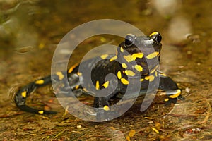 Portrait of  fire salamander  salamandra salamandra photo