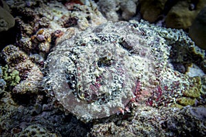 Portrait of poisonous disguising Stonefish in all colors on the bottom in the Indian ocean photo