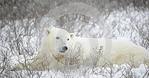 Portrait of a polar bear