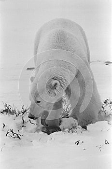 Portrait of a polar bear.