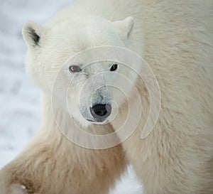 Portrait of a polar bear.