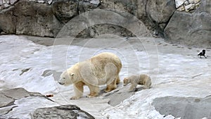 Portrait of polar bear and bear-cub