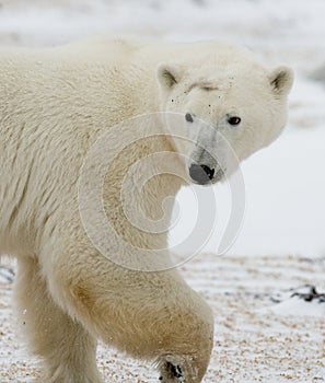 Portrait of a polar bear. Close-up. Canada.