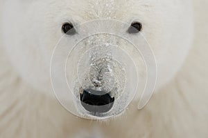 Portrait of a polar bear. Close-up. Canada.