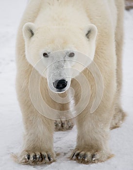 Portrait of a polar bear. Close-up. Canada.