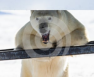 Portrait of a polar bear. Close-up. Canada.