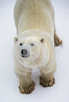 Portrait of a polar bear. Close-up. Canada.
