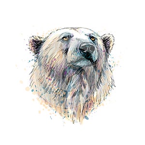 Portrait of a polar bear head from a splash of watercolor, hand drawn sketch