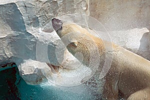 Portrait of Polar bear splash the water from its feather