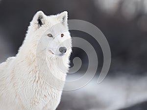 portrait of polar wolf on a blurred background