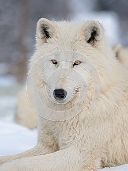 Portrait of a polar wolf on a grey