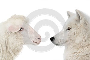 portrait of a polar wolf and sheep isolated on white background