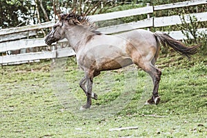 Portrait of a Polish Konik horse at a meadow