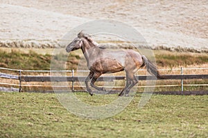 Portrait of a Polish Konik horse at a meadow