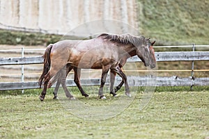 Portrait of a Polish Konik horse at a meadow