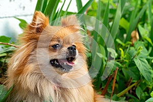 Portrait of Pomeranian cute dog in the grass. Spitz cheerful in the grass. Smiling dog