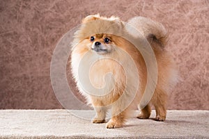 Portrait Pomeranian dog