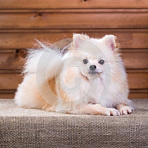 Portrait Pomeranian dog