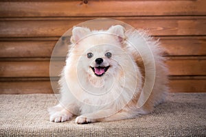 Portrait Pomeranian dog