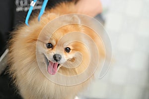 portrait of a Pomeranian dog in close-up with its tongue sticking out.