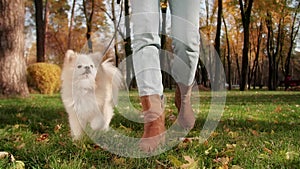 Portrait of Pomeranian dog with foxy face enjoying beautiful day in park