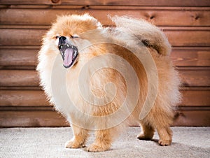 Portrait Pomeranian dog with open mouth