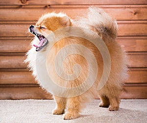 Portrait Pomeranian dog with open mouth