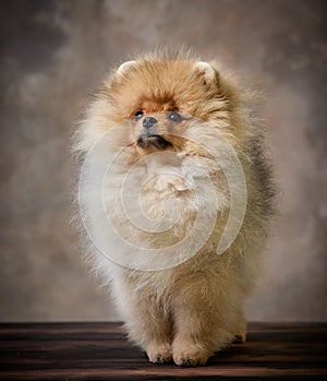 Portrait of pomeranian spitz puppy