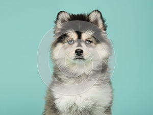 Portrait of a pomsky puppy on a blue background