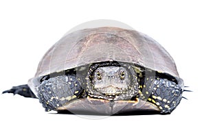 Portrait of a pond terrapin hiding in its shell