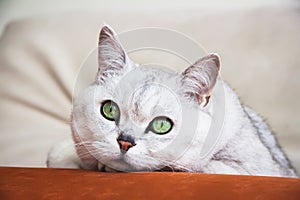 Portrait ponderer resting on the sofa of gray cat with beautiful big green eyes