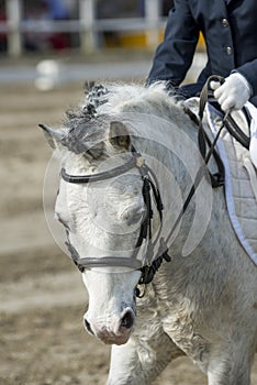 Portrait of a pony