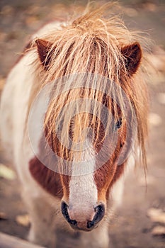 Portrait of Pony miniature horse on a farm
