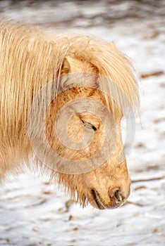 Portrait of a pony. Pony in the countryside