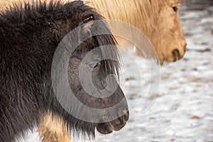 Portrait of a pony. Pony in the countryside