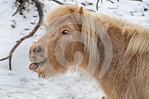 Portrait of a pony. Pony in the countryside