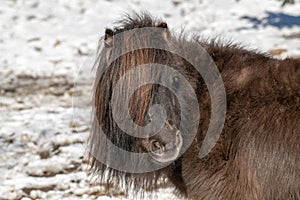 Portrait of a pony. Pony in the countryside