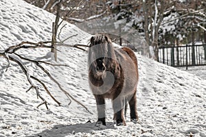 Portrait of a pony. Pony in the countryside