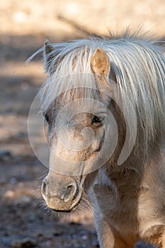 Portrait of a pony. Pony in the countryside