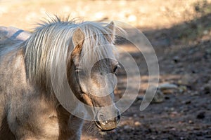 Portrait of a pony. Pony in the countryside