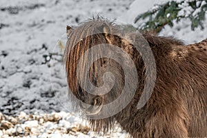 Portrait of a pony. Pony in the countryside