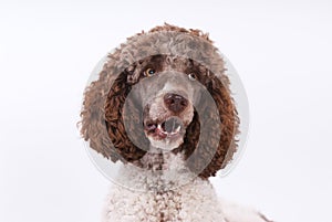 Portrait of poodle