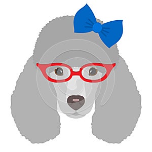 Portrait of poodle dog with glasses and bow in flat style. Vector illustration of Hipster dog for cards, t-shirt print, placard.