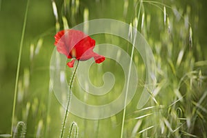 Portrait of poppy on green field