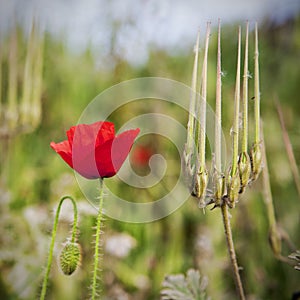 Portrait of poppy on green field