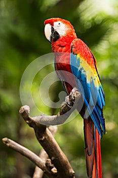 Portrait of Portrait of Scarlet Macaw parrot